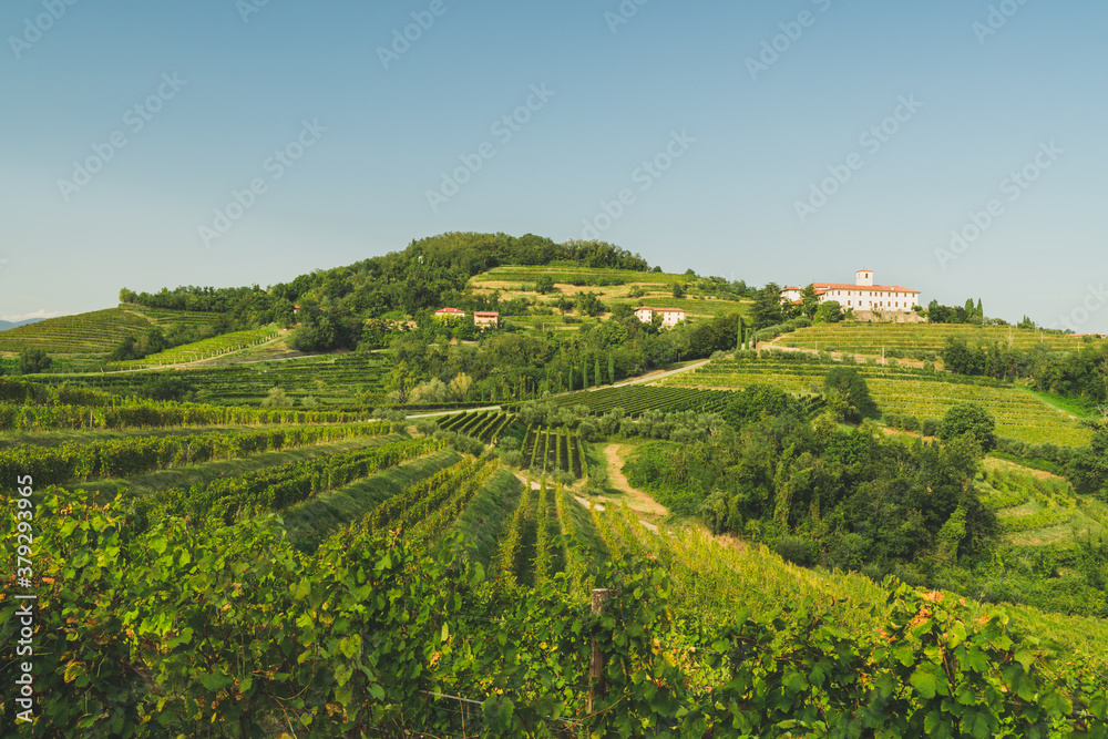 Fototapeta premium Piękny panoramiczny widok na wzgórza winnic w regionie Friuli Venezia Giulia, Collio, Colli Orientali.