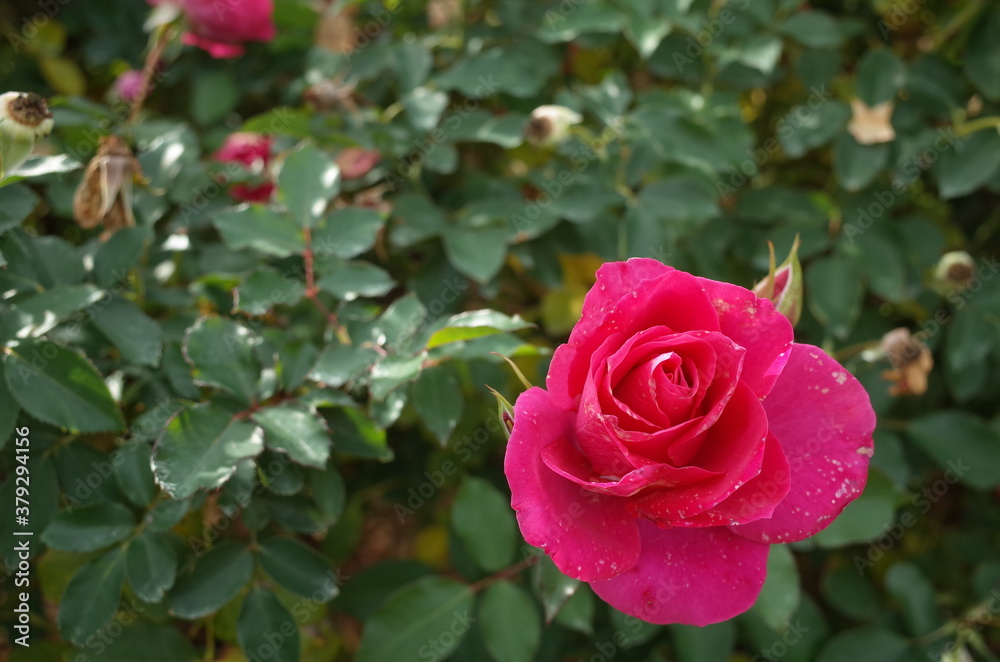 Pink Flower of Rose 'Roseurara' in Full Bloom
Pink Flower of Rose 'Roseurara' in Full Bloom