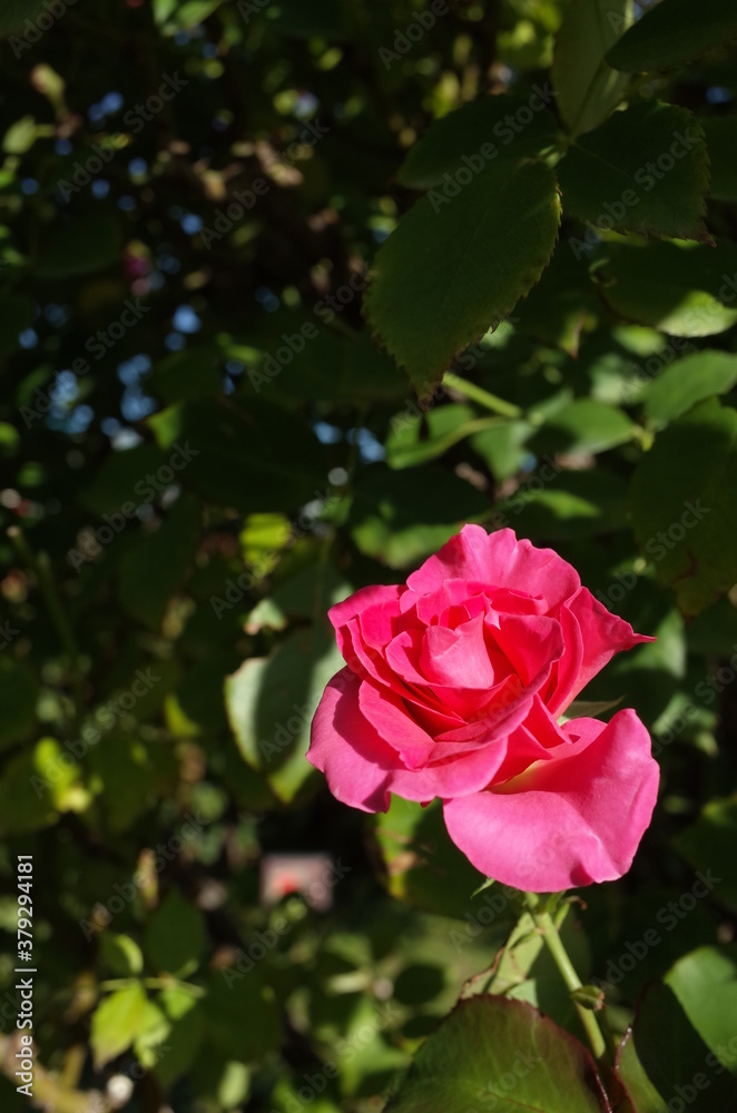 Pink Flower of Rose 'Roseurara' in Full Bloom
Pink Flower of Rose 'Roseurara' in Full Bloom