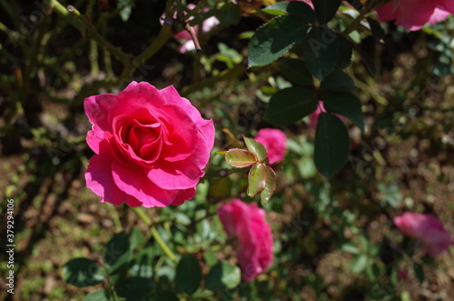 Pink Flower of Rose  Roseurara  in Full Bloom 