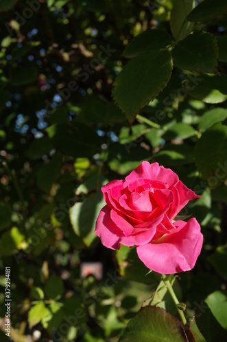 Pink Flower of Rose  Roseurara  in Full Bloom 