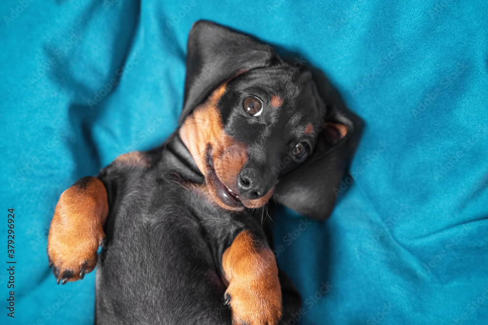 Portrait of cute dachshund puppy lying belly up. Baby is tired of playing all day and is resting, top view. Pose of submission and trust in animals, sign and behavior language.