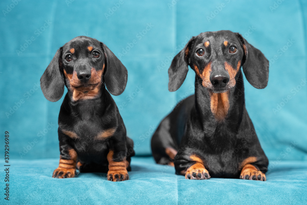 Two generations of dachshund dogs sit on blue sofa and look carefully ahead, front view. Obedient father and son or mother and daughter pose together for touching keepsake photo.