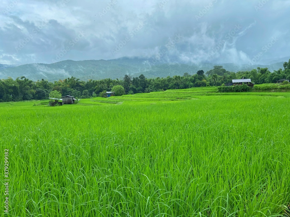 Rice field in local area of Thailand Rice field in local area of Thailand