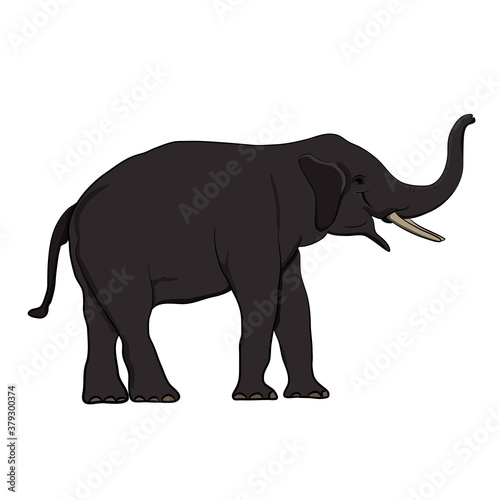 elephant Asia standing  isolated white background graphics design vector Illustration