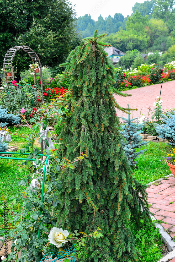 Closeup of dwarf spruce (Picea abies) cultivar 'Inversa' in garden landscape - ornamental evergreen perennial coniferous tree for park or garden landscaping / gardening /horticulture. Decorative plant