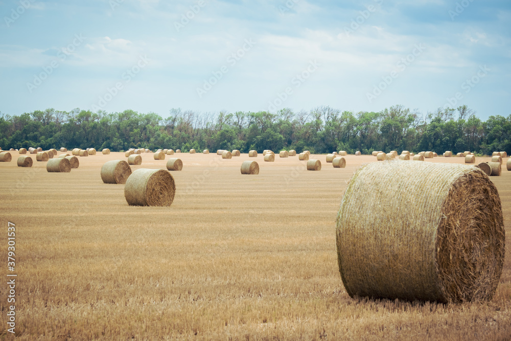 Big round straw bales of straw in the field after the harvest