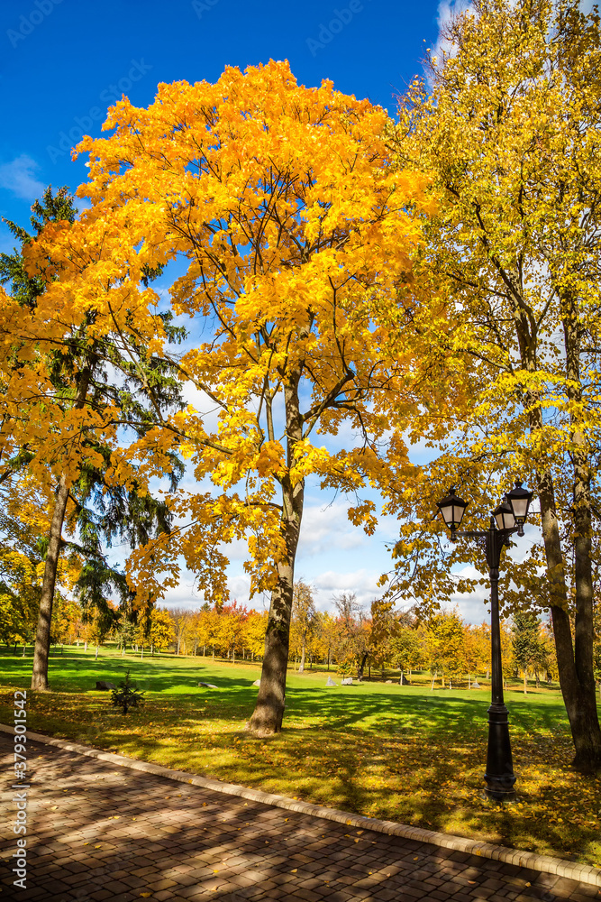 Naklejka premium Autumn city park