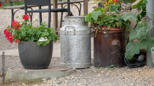 Old milk bucket between flower pots on the farm © djenev