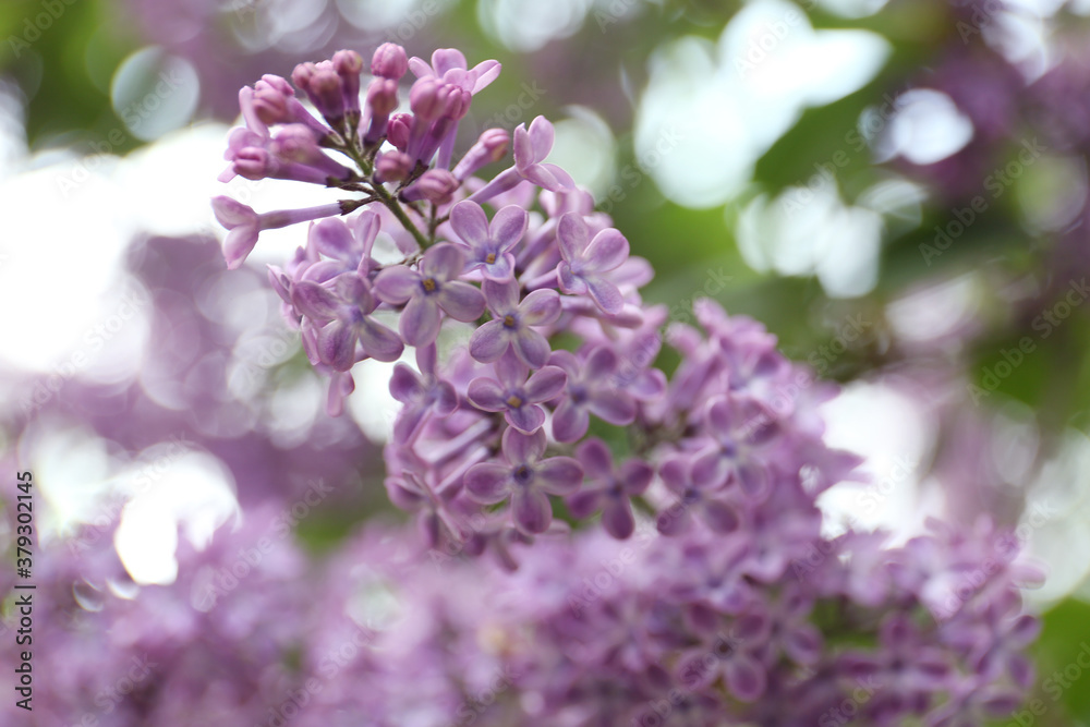 Fototapeta premium Closeup view of beautiful blossoming lilac bush outdoors
