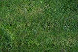 Grass. Top down view on green Grass. Lawn 