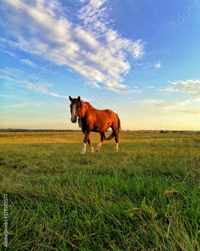 horse in the field © MAX