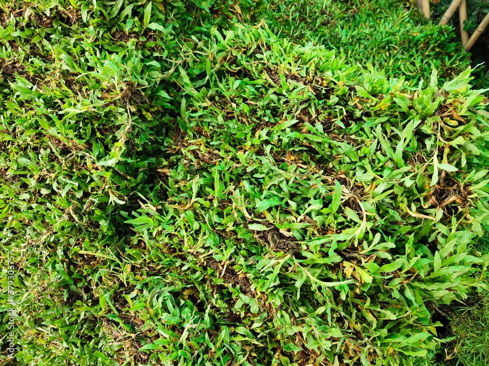 Green Rough Organic Thailand Lawn Grass Mat Green Rough Organic Thailand Lawn Grass Mat