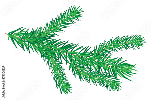 Fir branches isolated on white background. Green lush spruce branch. Detailed Christmas tree twig. Symbol of Christmas and New Year. For cards, banners, flyers, posters. Stock vector illustration