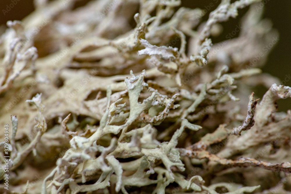 lichen gros plan lichen gros plan
