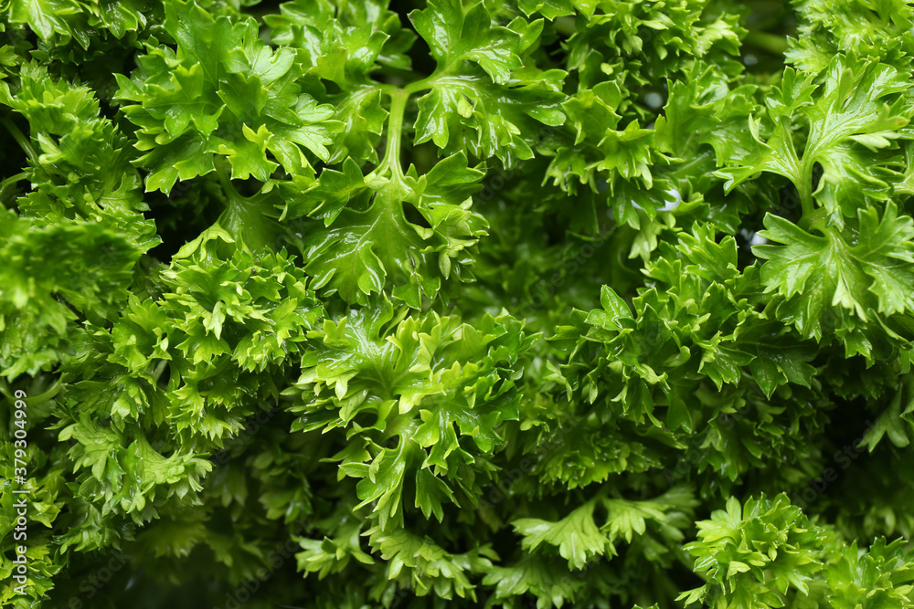 Fresh green curly parsley as background, closeup Fresh green curly parsley as background, closeup