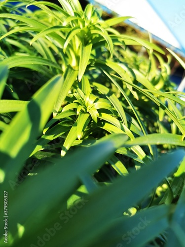 close up of green leaves