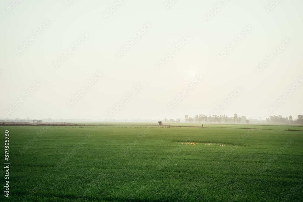 Beautiful scenery of agriculture lush rice field landscape during the fog background, Thailand. Paddy farm plant peaceful. Environment harvest cereal.