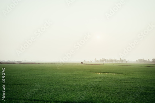 Beautiful scenery of agriculture lush rice field landscape during the fog background, Thailand. Paddy farm plant peaceful. Environment harvest cereal.