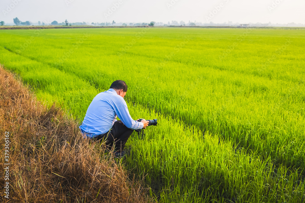 Rice plants of Thailand