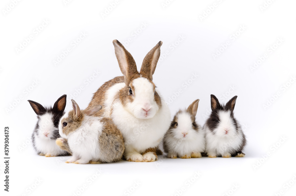 White Newborn Rabbits