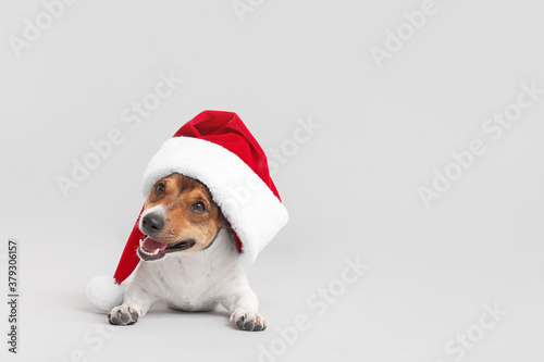 Cute funny dog in Santa hat on light background © Pixel-Shot