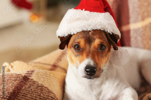 Cute funny dog in Santa hat at home on Christmas eve © Pixel-Shot