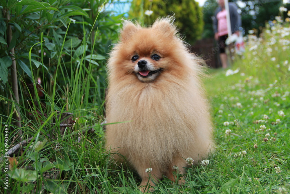 pomeranian puppy on grass