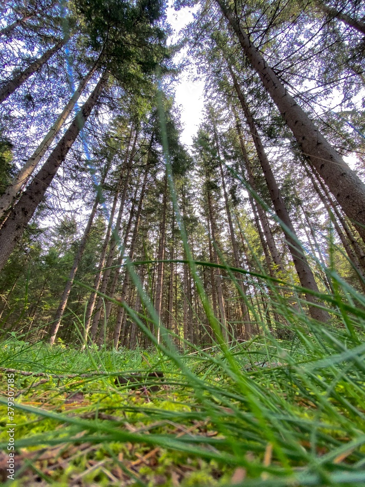 Obraz premium forest in the morning