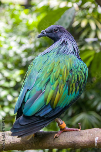 The Nicobar pigeon is a pigeon found on small islands and in coastal regions from the Andaman and Nicobar Islands, India, east through the Malay Archipelago, to the Solomons and Palau. 