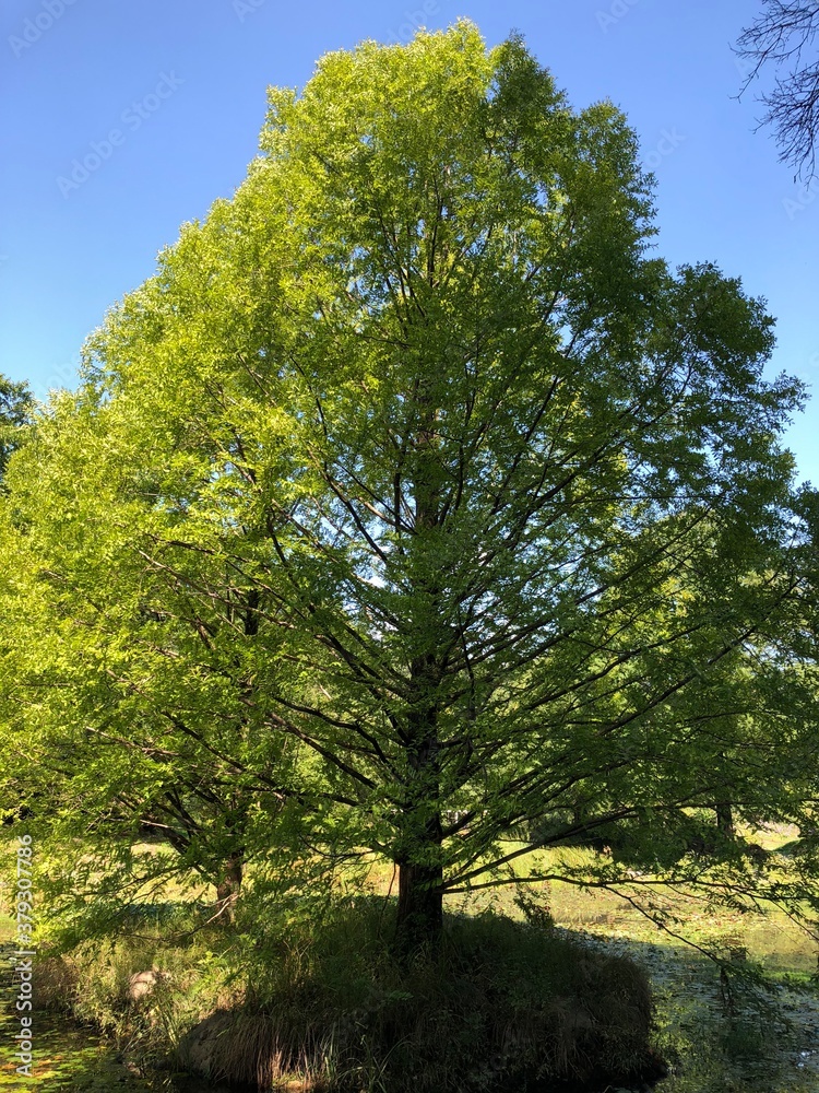 Obraz premium 가을의 나무