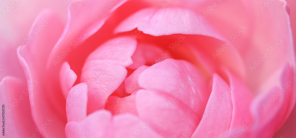 Soft focus, abstract floral background, pink rose flower petals. Macro flowers backdrop for holiday design