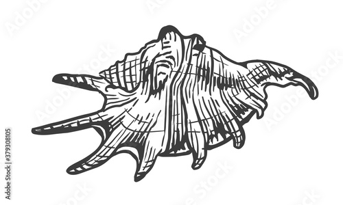 Sea shell. Sketch style vector illustration isolated on white background. Black engraving vintage art
