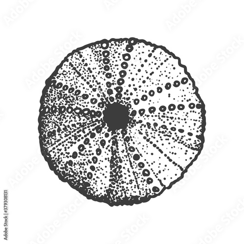 Sea urchin shell. Sketch style vector illustration isolated on white background. Black engraving vintage art