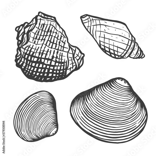 Spiral sea shell and clam. Sketch style vector illustration isolated on white background. Black engraving vintage art