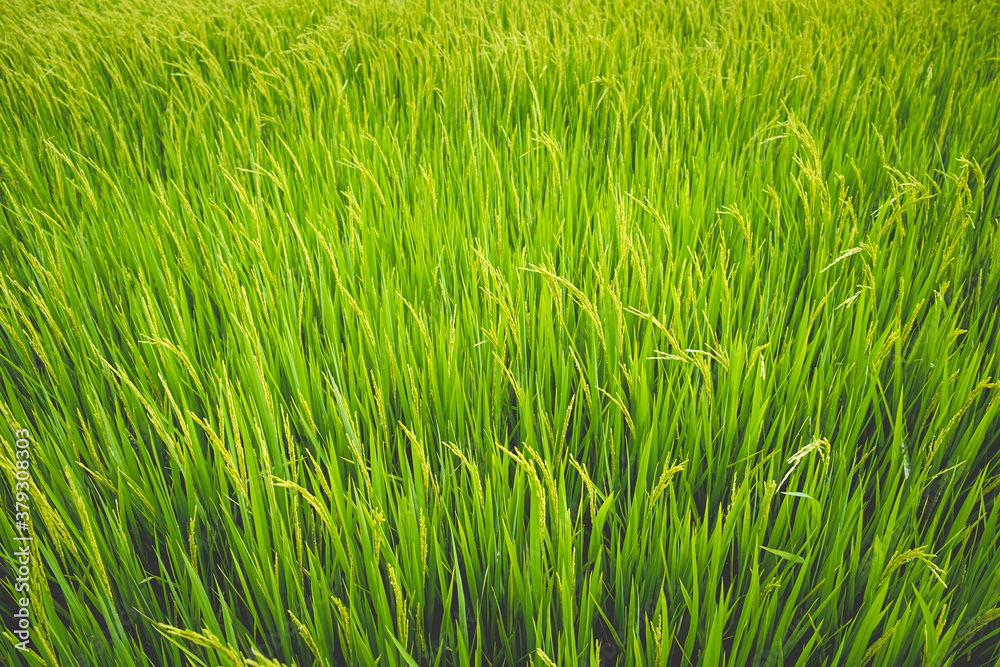 Close up beautiful view of agriculture green rice field landscape background, Thailand. Paddy farm plant peaceful. Environment harvest cereal. Close up beautiful view of agriculture green rice field landscape background, Thailand. Paddy farm plant peaceful. Environment harvest cereal.
