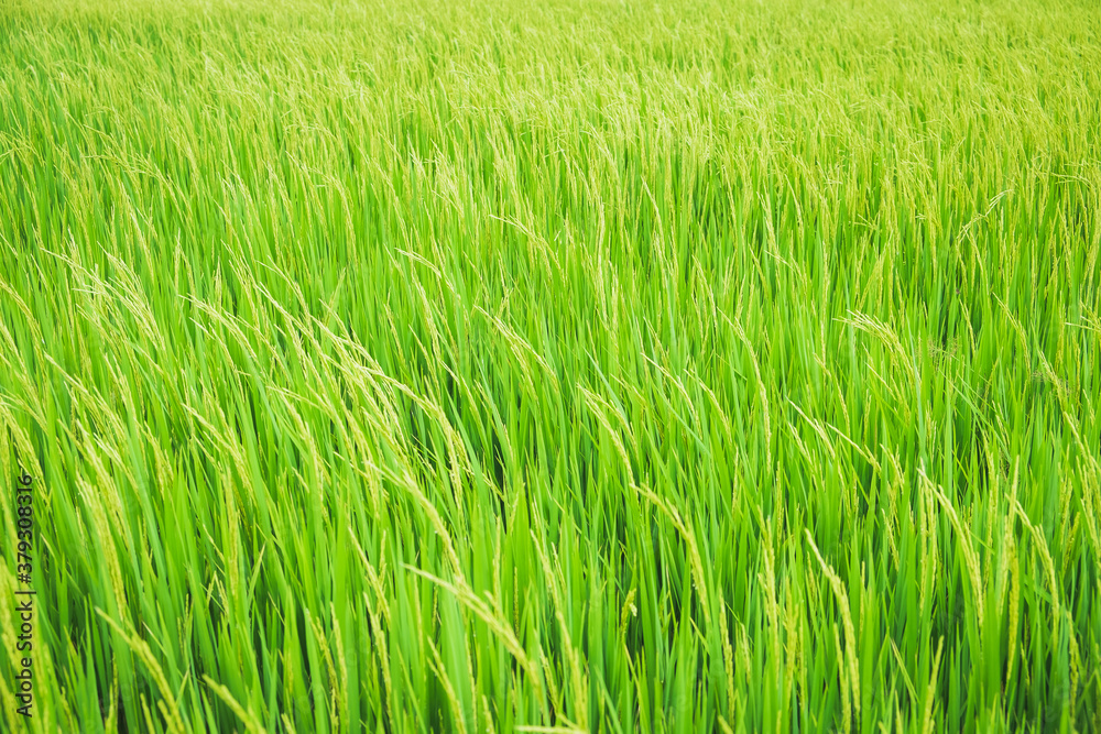 Close up beautiful view of agriculture green rice field landscape background, Thailand. Paddy farm plant peaceful. Environment harvest cereal. 