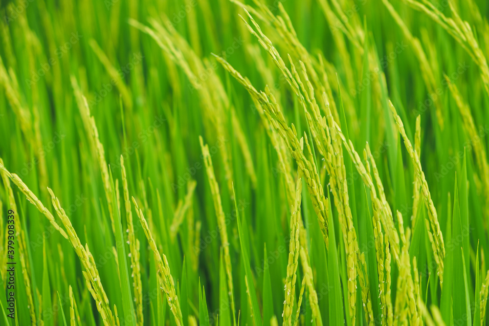 Close up beautiful view of agriculture green rice field landscape background, Thailand. Paddy farm plant peaceful. Environment harvest cereal. Close up beautiful view of agriculture green rice field landscape background, Thailand. Paddy farm plant peaceful. Environment harvest cereal.