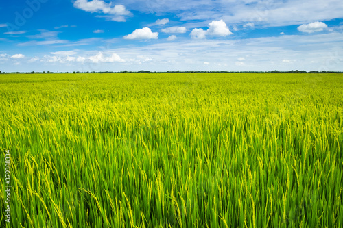 Beautiful view of agriculture green rice field landscape against blue sky with clouds background  Thailand. Paddy farm plant peaceful. Environment harvest cereal.