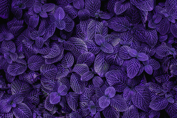 closeup nature view of green leaf texture, dark wallpaper concept, nature background, tropical leaf