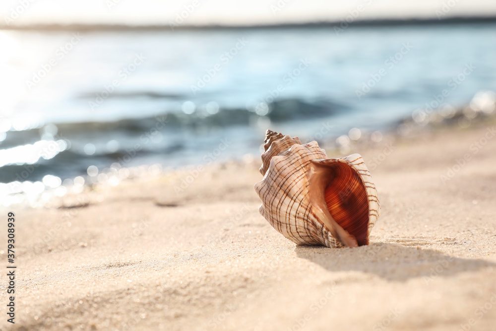 Beautiful sea shell on sandy beach. Space for text Beautiful sea shell on sandy beach. Space for text
