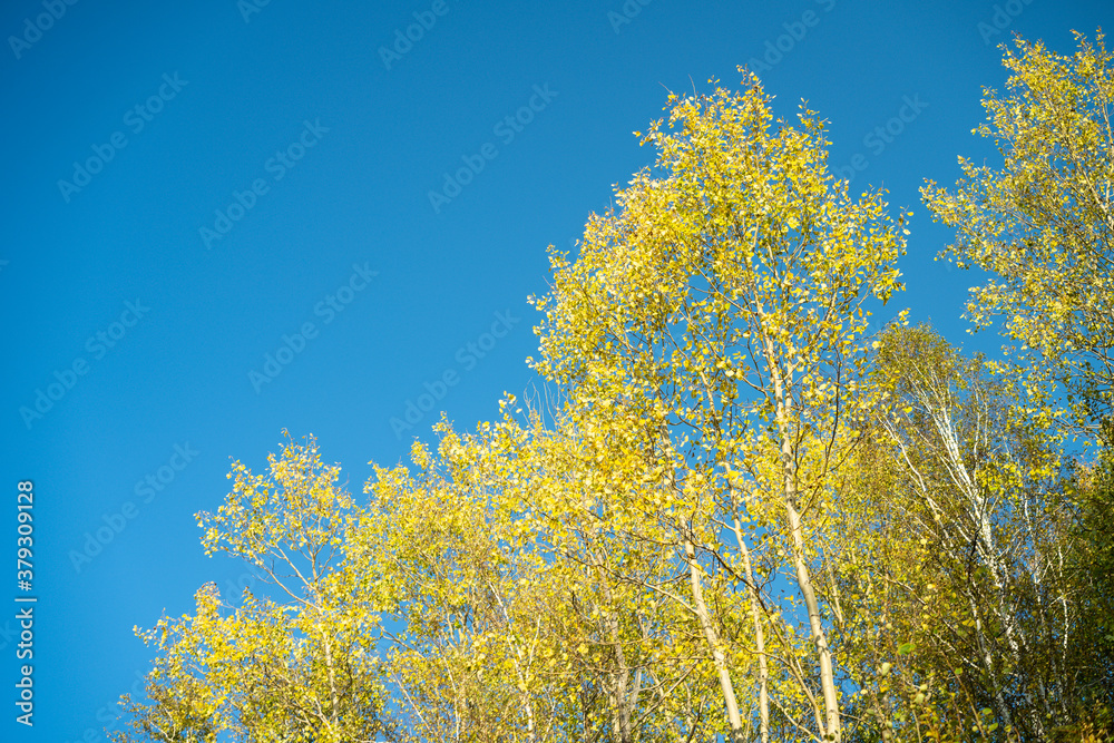Autumn landscape with yellow leaves of trees against