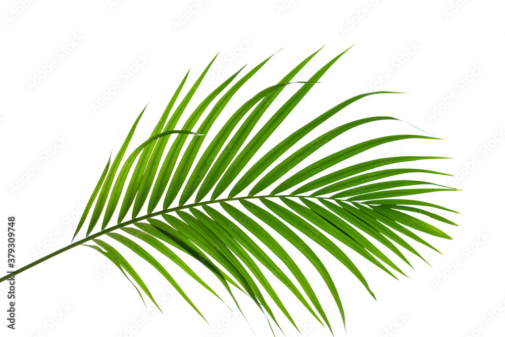 closeup palm leaf isolated on white background, summer background closeup palm leaf isolated on white background, summer background