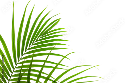closeup palm leaf isolated on white background  summer background