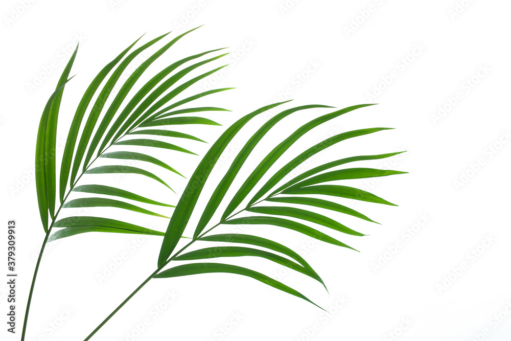 leaves of palm isolated on white background, summer concept, flat lay leaves of palm isolated on white background, summer concept, flat lay