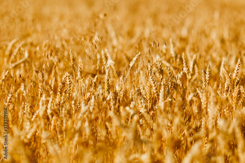 Golden field of ripened cereals  yellow wheat and rye. Harvest of bread.