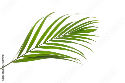 leaves of palm isolated on white background  summer concept  flat lay