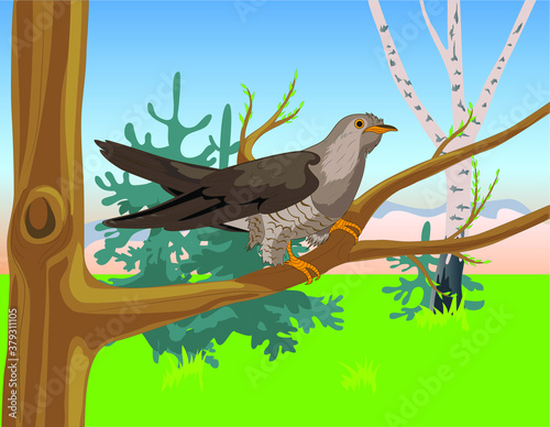 cuckoo bird sitting on a tree branch in spring at sunset, pink sunset, forest, spruce and birch.