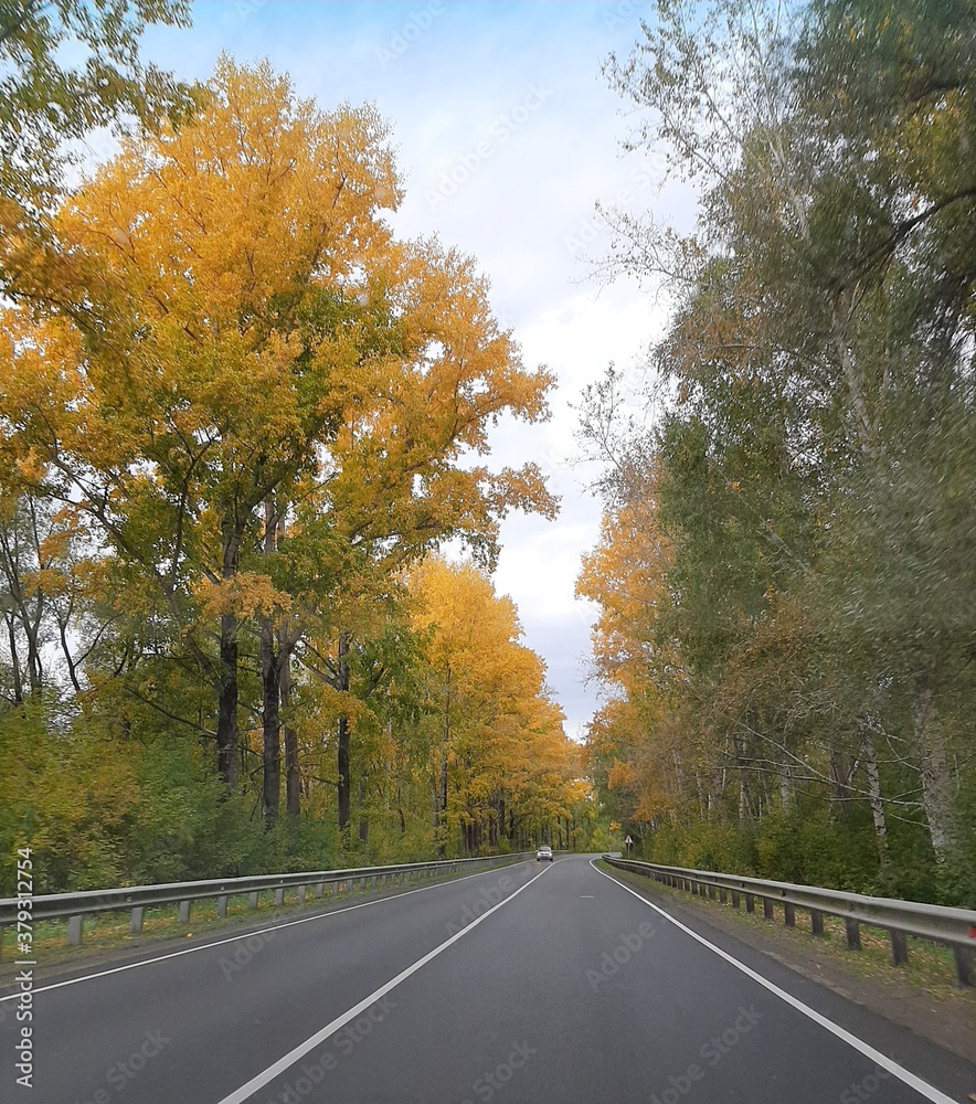 Obraz premium road in autumn