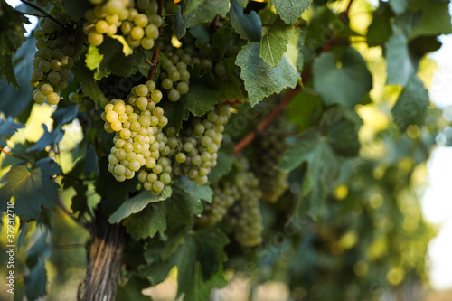 Wallpaper Mural Bunch of ripe juicy grapes on branch in vineyard Torontodigital.ca
